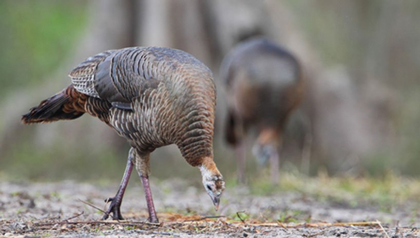 Big Banks Gobble Up Your Gains